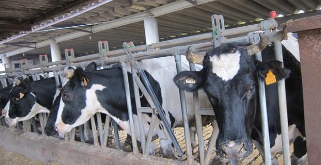 Vacas lecheras dentro de un establo | Europa Press