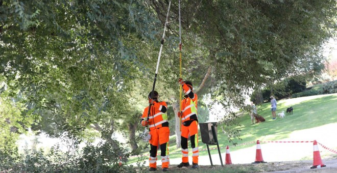 Técnicos municipales comprueban el estado de un árbol - Ayuntamiento de Madrid