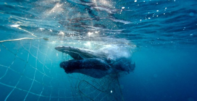 Rescatan a una cría de ballena atrapada en una red contra tiburones en Australia. TWITTER/@AustMarConsSoc