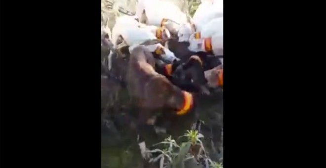 Una imagen del vídeo en el que los perros de caza descuartizan a un ciervo.