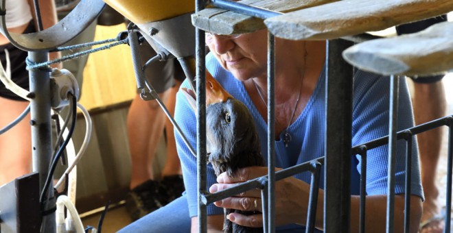 Una de las trabajadoras de la granja alimenta a uno de los gansos para elaborar foie-gras. IGUALDAD ANIMAL