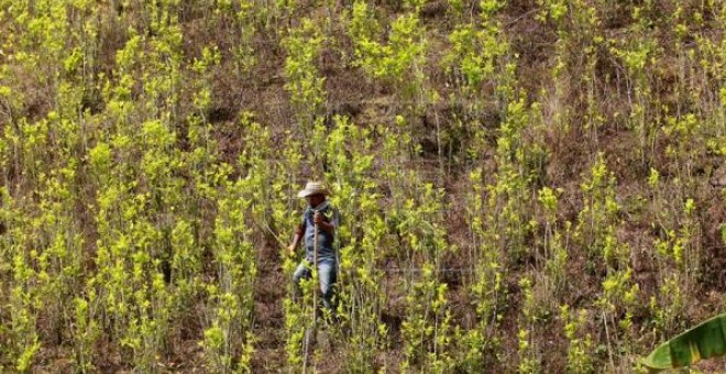 La Oficina de Política Nacional para el Control de Drogas de la Casa Blanca (Ondcp, por su sigla en inglés) publicó hoy su estimación anual sobre la producción de cocaína en Colombia, que muestra un aumento en un indicador que la Administración del presie