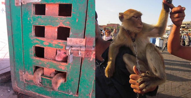 A pesar de las restricciones, estos macacos se utilizan como accesorios fotográficos para los turistas, principalmente en la famosa plaza Jemaa el-Fna de Marrakech, así como en otras ciudades marroquíes y de Argelia | SINC/Kristina Stazaker