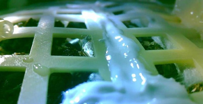 Imagen que muestra el brote de una semilla de algodón como parte de uno de los experimentos de la sonda Chang'e 4, la primera en alunizar en la cara oculta del satélite en la historia de la exploración espacial, el 7 de enero de 2019. (EFE/UNIVERSIDAD DE
