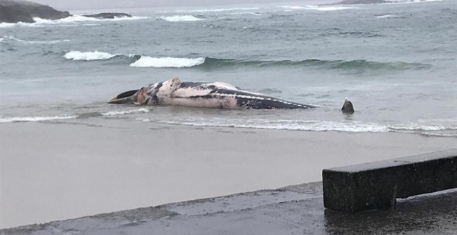 La ballena muerta en la playa de Balarés, en Ponteceso (A Coruña). / EUROPA PRESS