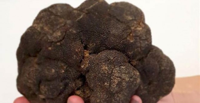 La trufa negra de 750 gramos de peso, 'una de las más grandes encontradas en España'. (EP)