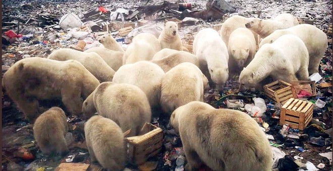Osos polares buscando comida en la población rusa de Belushya Guba, en el océano Ártico./REDES SOCIALES