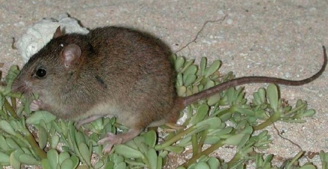 Melomys rubicola/ Wikipedia