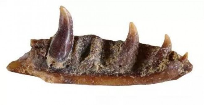 Mandíbula fósil del nuevo lagarto sin patas. / IPHES