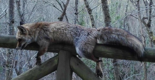 Un zorro aparece muerto y atado a una valla del Parque Natural de Las Ubiñas-Las Mesas./Twitter