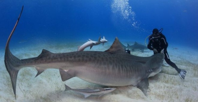 Bucear con tiburones para alertar de su peligro (de extinción)