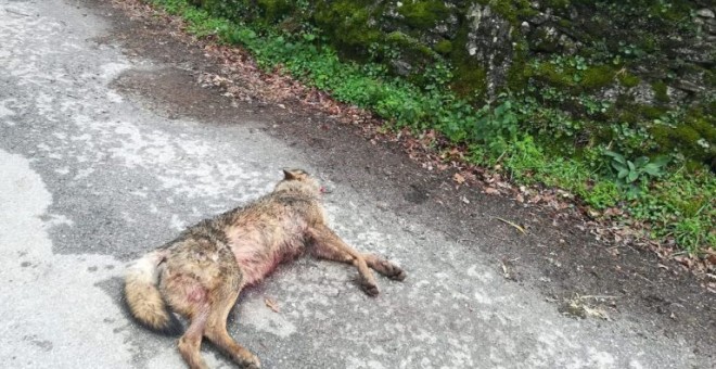 El lobo muerto aparecido en Monterroso.- GES Monterroso.