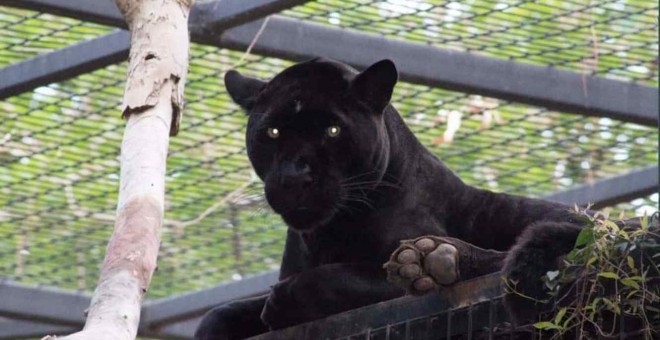 Imagen del jaguar que ataco a la mujer. | Wildlife World