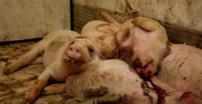 1.0 Cerdos sacrificados en un matadero tras ser sometidos a un trato brutal. Foto de archivo