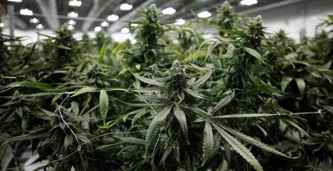 Plantas de marihuana en una plantación de Canopy Growthen  Ontario (Canada). REUTERS