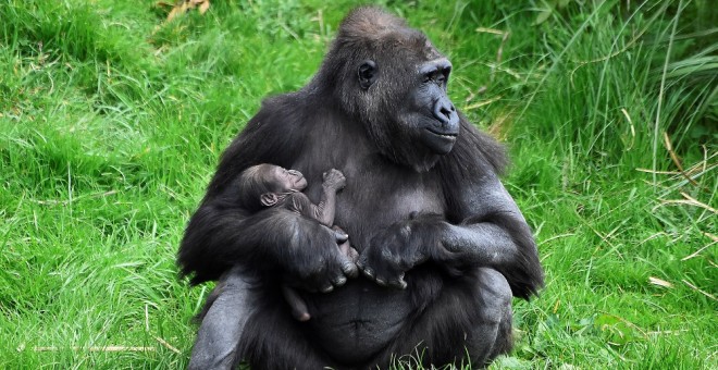 Una gorila lleva en brazos a una de sus crías. (REUTERS/Archivo/Clodagh Kilcoyne)