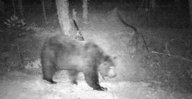 Un oso en el Pirineo Navarro, capturado con cámaras colocadas por el Gobierno Foral. / Gobierno de Navarra