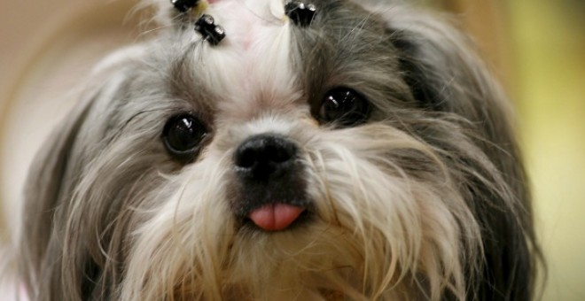 Shih Tzu. EFE