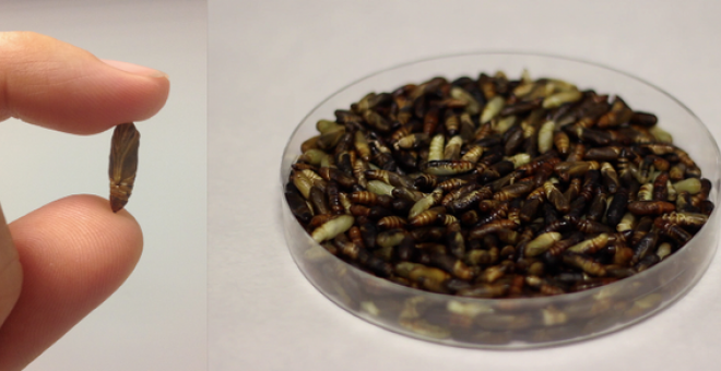 Las crisálidas de Trichoplusia ni son más fáciles de manejar que las larvas por su dureza e inactividad / Algenex