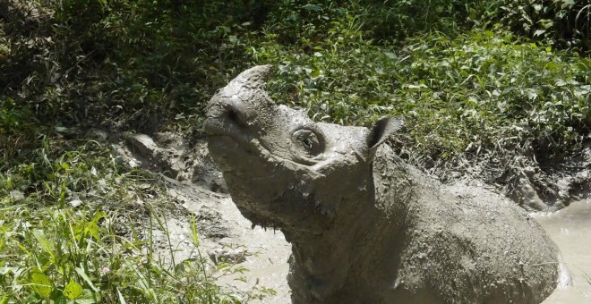 Tam, el último rinoceronte de Sumatra macho de Malasia, en una imagen de archivo. / REUTERS