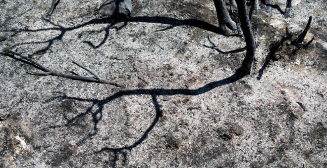 Una imatge dels danys provocats per l'incendi de la Ribera d'Ebre. EFE / Mario Gascón.