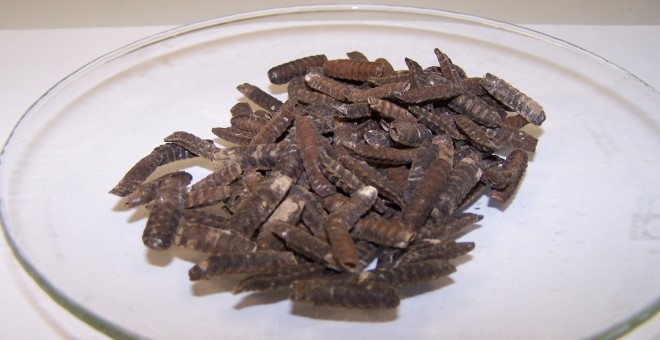 Pupas de insectos utilizadas como fuente de quitina./FRAUNHOFER IGB