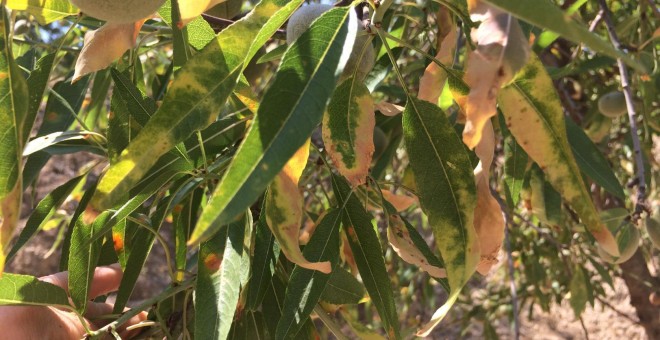 Irrupción en los campos valencianos de la xylella fastidiosa. La Unió