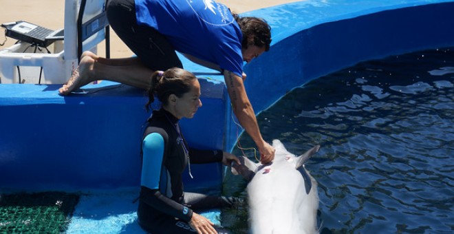 El delfín Lazo del Oceanogràfic se presta a la colocación de los sensores / Fundación Oceanogràfic de Valencia