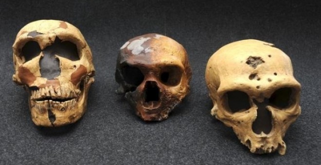 Cráneos de Homo Sapiens. Imagen de archivo