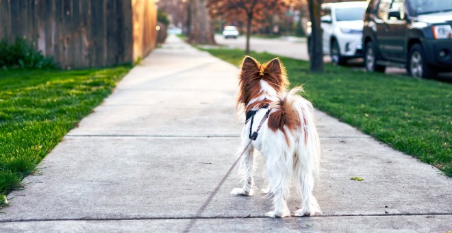 Un perro paseando, en una imagen de archivo. / PIXABAY