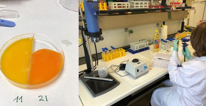 Yemas de huevo preparadas para su análisis en el laboratorio del Área de Tecnología de los Alimentos en la Facultad de Veterinaria de la Universidad de Santiago de Compostela en el campus de Lugo / GEMA PUERTAS