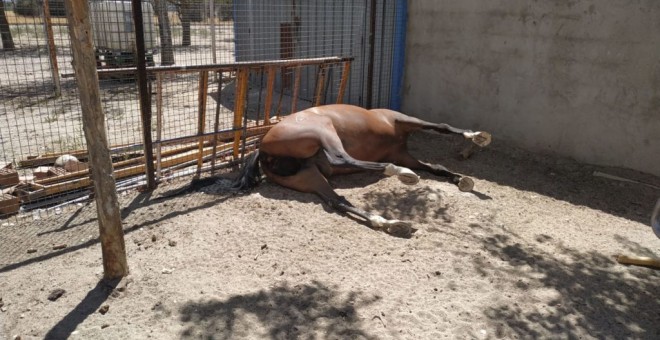 El equino fallecido en un establecimiento animal de Getafe. Ayuntamiento de Getafe