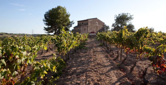 Vinyes del celler Dasca Vives, dedicat a l'agricultura ecològica i situat a la Conca de Barberà. DASCA VIVES