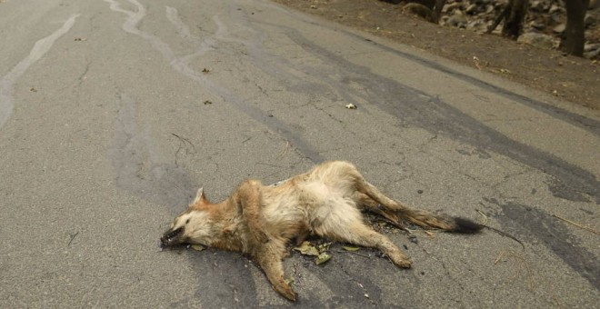 Un zorro muerto sobre una carretera en EEUU | EFE