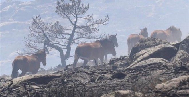 El grupo de caballos que corría el riesgo de morir quemado en el incendio de La Granja. / Emergencias 112
