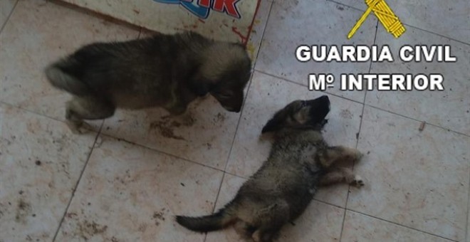 Detenido por maltrato animal en Benicarló. Guardia Civil