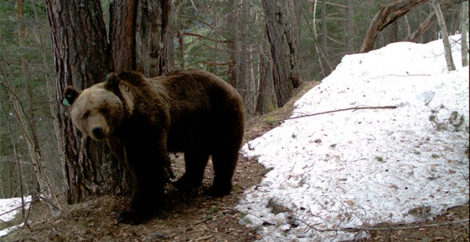 Los ataques atribuidos al oso Goiat han soliviantado a los ganaderos de las tres comunidades pirenaicas. Generalitat de Catalunya