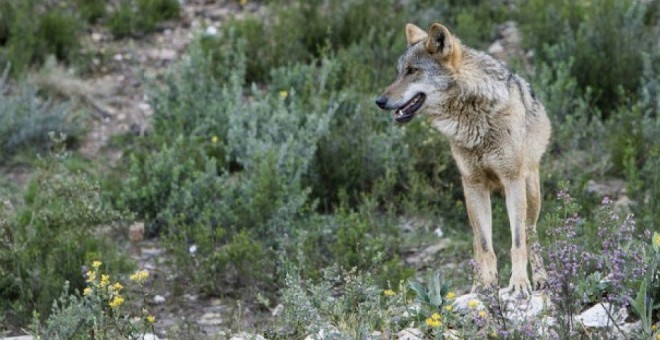 Lobo ibérico