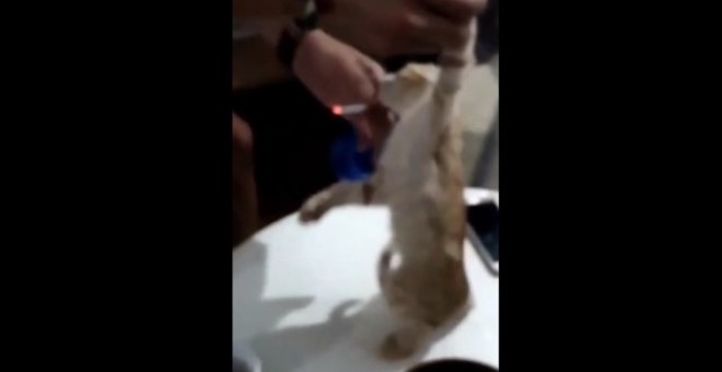 Captura del vídeo difundido en el que unos jóvenes obligan a fumar a una cría de gato en El Ejido. (EP)