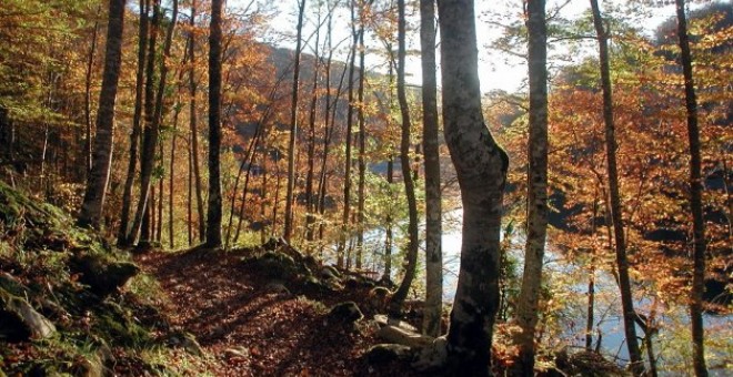 Bosque de hayas de Irati, en el Pirineo fronterizo entre Navarra y Francia. EFE/NINES-NAZARIO