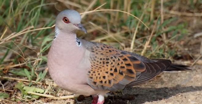 Imagen de archivo de una tórtola europea. - EFE / Imagen: XPixel-Shutterstock-SEO/BirdLife