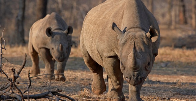 Foto de archivo de dos rinocerontes negros en Tanzania. May 21, 2010. REUTERS/Tom Kirkwood
