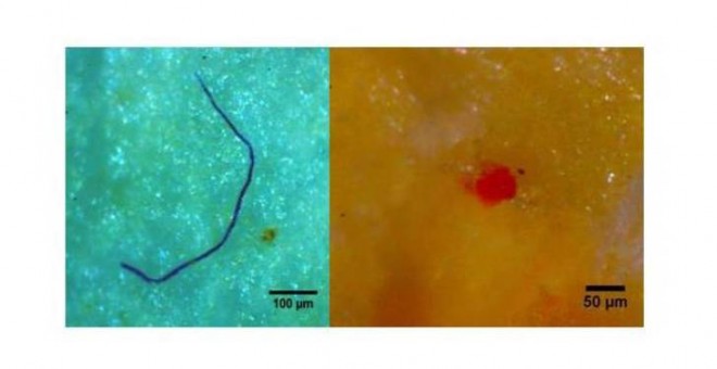 Microplásticos localizados en los mejillones de la costa noroeste española visto por microscopio.