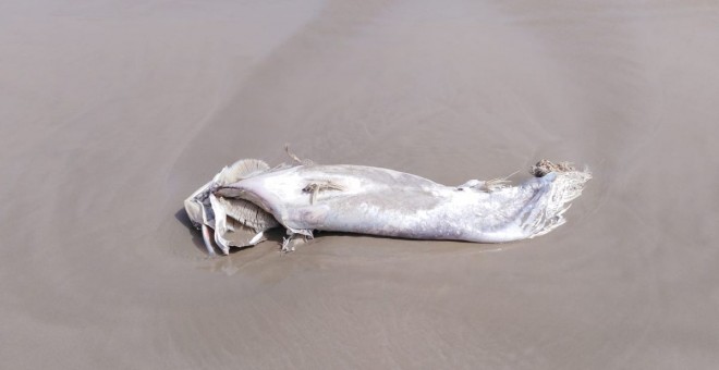 Uno de los atunes muertos, en una imagen distribuida por el Ayuntamiento de Cartagena.