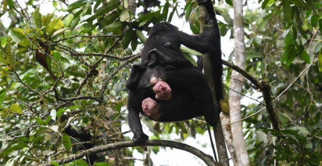 El comportamiento sexual del mismo sexo en los bonobos femeninos aumenta las interacciones sociales amistosas. / Zanna Clay