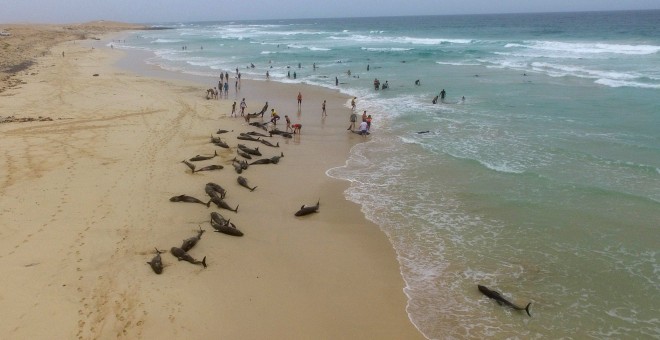 132 delfines quedan varados en una de las playas de la isla de Boavista (Cabo Verde)  26/09/19