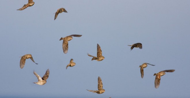 Aves a su paso por Tarifa / © John Wright