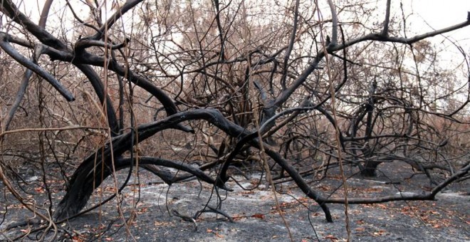 En zonas afectadas por los incendios habitan especies protegidas como el yaguareté o el oso hormiguero gigante. / EFE