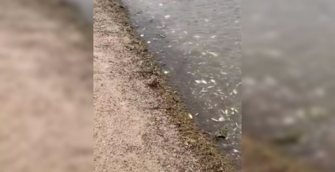 Peces muertos en la orilla del Mar Menor.
