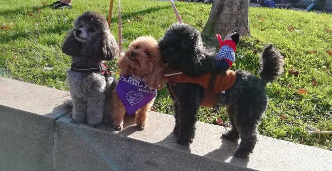 Imagen de unos perros participantes en la marcha. / Twitter